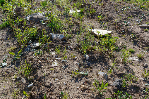 Nest Habitat of Little Ringed Plover. Landscape. Charadrius dubius.